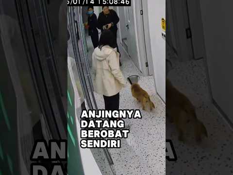 Anjingnya Datang Sendiri untuk Berobat ke Klinik