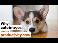 Understanding Cuteness and Its Effects