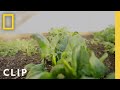 Melissa's Sustainable Homesteading Practices