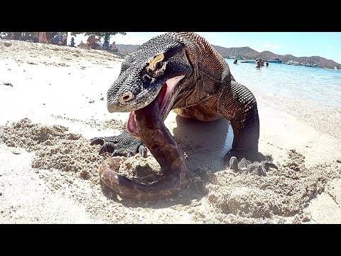 This Komodo Dragon Attacked the Wrong Prey and Paid Dearly for it!