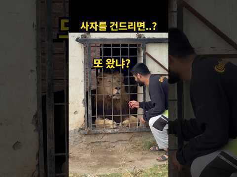 사자가 어이없어 하는 이유 (놀람 주의)