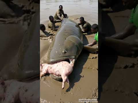 African fisherman saves pig during flood season