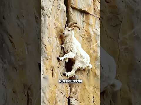 Каменный баран покоряет ДАГЕСТАН 😳 🗻 🐏
