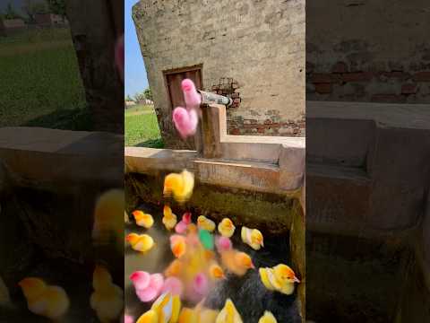 (Ai Animals and birds) Colorful chicks saved from snake