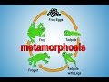 Frog Life Cycle Concepts