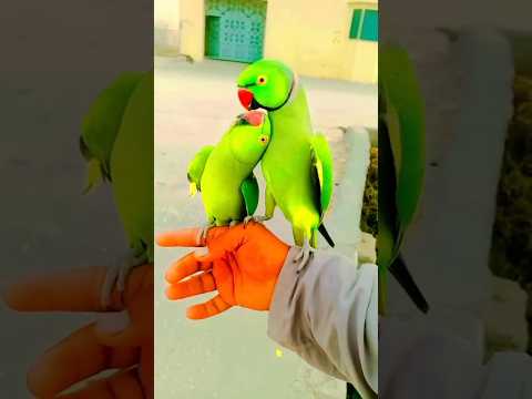 Talking So Parrot mitthu Happy #shorts