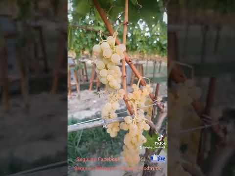 ALE POGI - Fusion Cuisine Food Truck