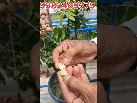 ফোর সিজেন লংগান গাছের ফল টেস্ট। #shorts #longan