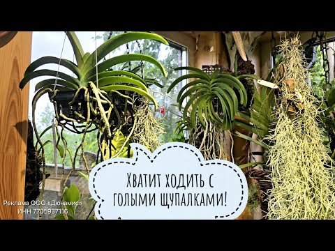 Посадка орхидей ванды и ринхостилиса в корзинки. Стимуляция и поддержка Аминосилом