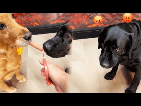 Funny Dog | Black Dog: Do you think it’s fair? 😱😱😱#Cuihuastory #Cute Pet