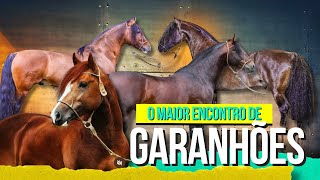 O maior encontro de reprodutores da raça crioula vai acontecer na Hartwig Reprodução Equina