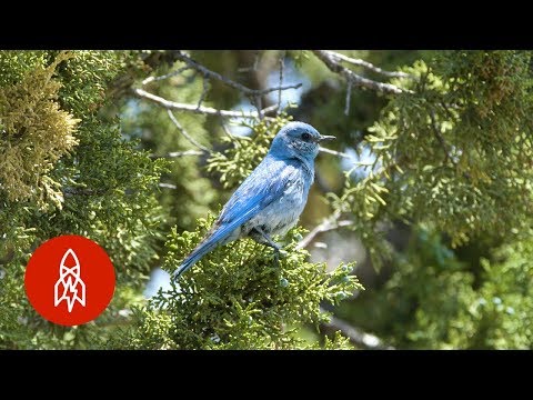 YouTube video thumbnail: The Birdman of Idaho Has Built Homes for Over 40,000 Bluebirds