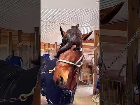Cat and Horse🤣😾🐎 #funny #animallife #funnyanimals #catvideos #cat #horse