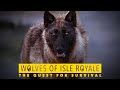Ecosystem Dynamics and Wolf Management