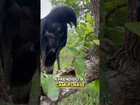Mira cómo estos pericos engañan a un águila