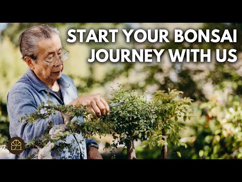 A NEW Free Bonsai 101 Technique Series - An Introduction