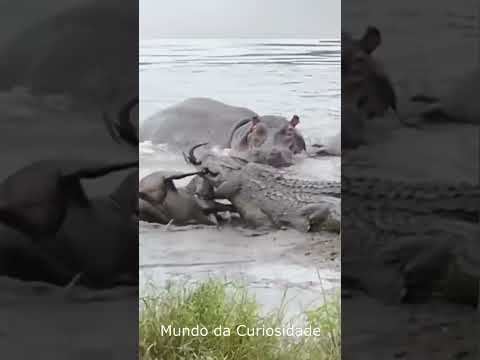 Hipopótamos salva gnu. #animais #conhecimento #curiosidades