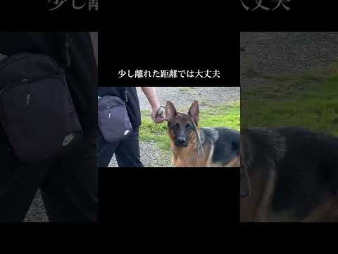 数回会った知り合い同士 #doglibre #犬のしつけ #ドッグトレーニング #シェパード