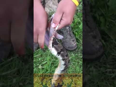 How to Kill Clean and Cook a Rattlesnake