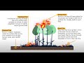 Fire Behavior and Suppression Strategies