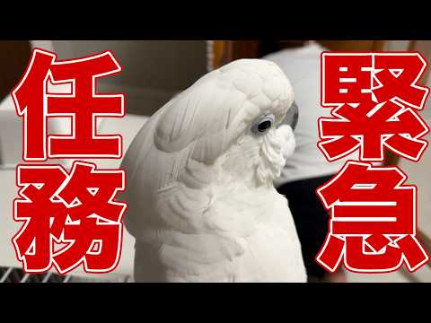 【緊急任務】掃除中のママを観察セヨ！〜ガン見が止まらない