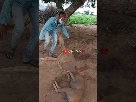 ￼ paal Dabba 😂//fun sub//#trending #viralvideo #dog #prank#trending #short