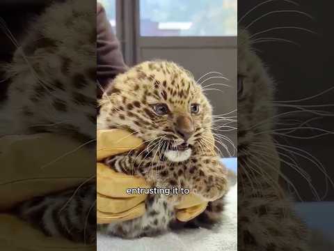 The leopard never appeared again after entrusting her cub to me.#animals #wholesome #leopard #shorts