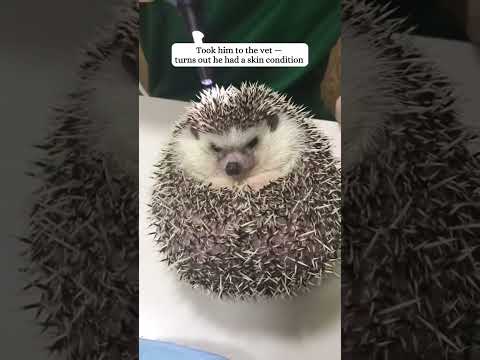 This family rescued a weak hedgehog, and then...