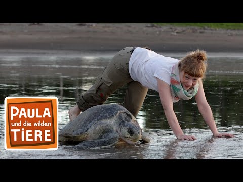 Wie Schildkröten Eier legen | Reportage für Kinder | Paula und die wilden Tiere
