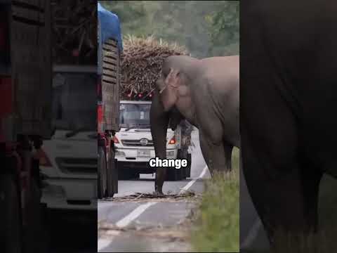 The Smartest Elephant and the Great Heist ?? #shorts