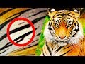 Curiosities and Misconceptions in Nature
