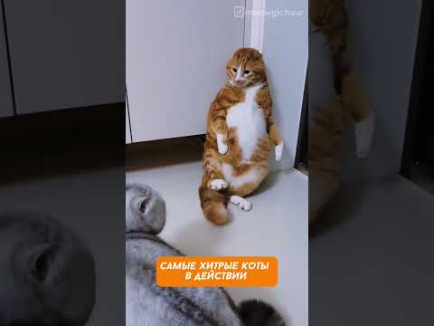 Это был не я, честно! — Убойная нарезка кото-подстав 😹