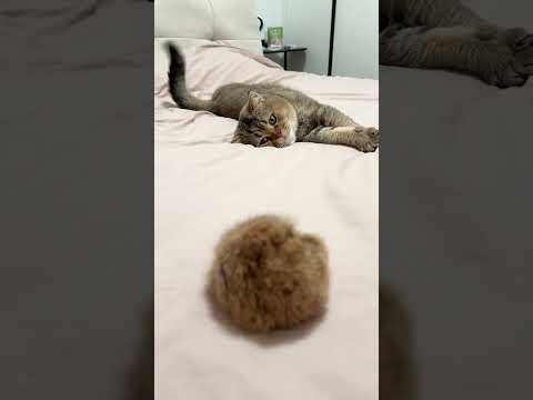 그는 새 장난감을 받고 너무 행복해 보인다 #funny #cat