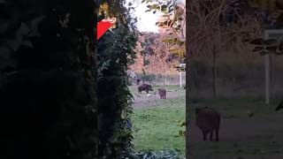 Cinghiali giocano a calcio a Roma