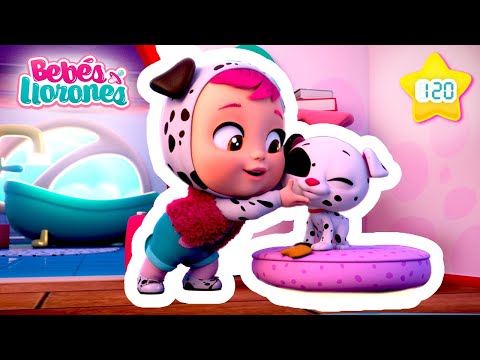 ¡Mi perro ha perdido la memoria! 😱🐶 Dibujos animados para Niños en Español | Bebés Llorones