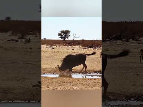 ब्लैक माम्बा बनाम ज़ेब्रा ज़हर से जंग और ज़िंदगी की जीत 😱 | #shorts #viralvideo #animalrescue