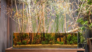 Bamboo Aquarium After 1 Year | Easy Maintenance Routine🌿