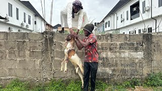 Strange goat || brightlight comedy