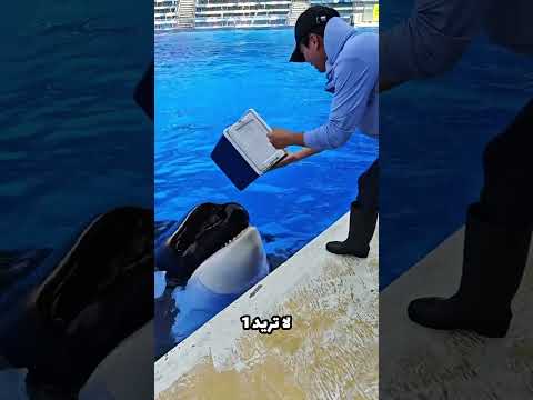 الدلفين لم يرد أكل أي شيء و لكن ..😳!