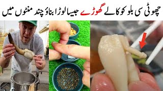 Mango Dessert Recipe By MrDesi | 10 Minutes Recipe | New Mango Delight Recipe