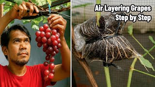 How to Grow Grapes Faster Without Seeds! | Air Layering Grape Tree Method (Step-by-Step)