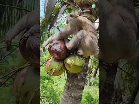 Monkey Is Built Different 🐒