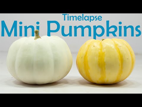 Mini Pumpkins Timelapse - 87 Days