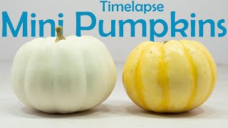 Mini Pumpkins Timelapse - 87 Days