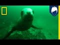 Berti Gregory's Wildlife Video Insights