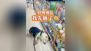 逛藥妝店太久...「柴等到睡著」 超無奈躺地：你慢慢看我先睡了