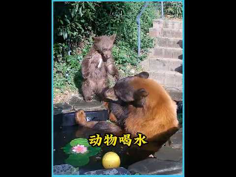 动物来到女孩家的院子里喝水，没想到被棕熊一家搅乱了这样的和谐    #animals #万物皆有灵