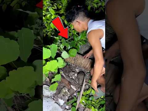 UM NINHO BIZARRO de caranguejos foi achado dentro de um COQUEIRO!#curiosidades #short