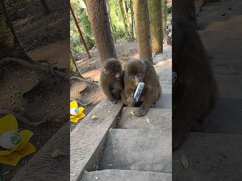 The monkey snatched the iPhone, what will happen now?