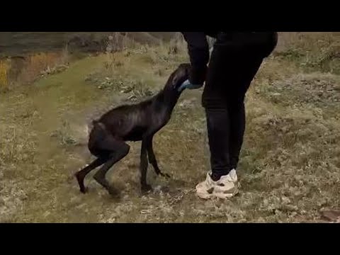 Amazing Transformation Of A Skinny Dog Who Starved On The Mountain, Tried To Escape From Humans